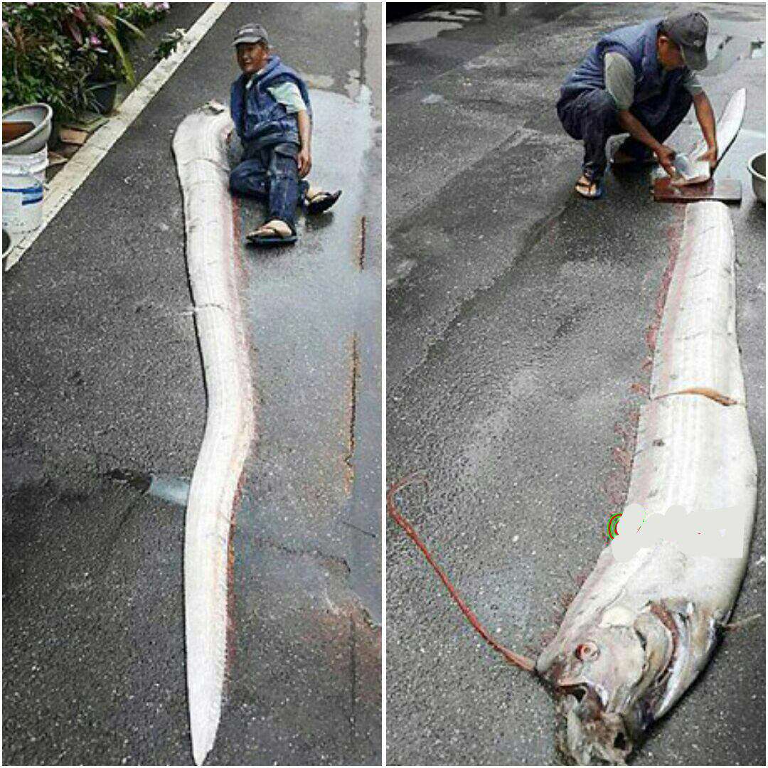 شکار ماهی 5 متری در تایوان

پاروماهی جزء طولانی‌ترین ماهی‌های استخوانی است که در اعماق دریا یافت می‌شو